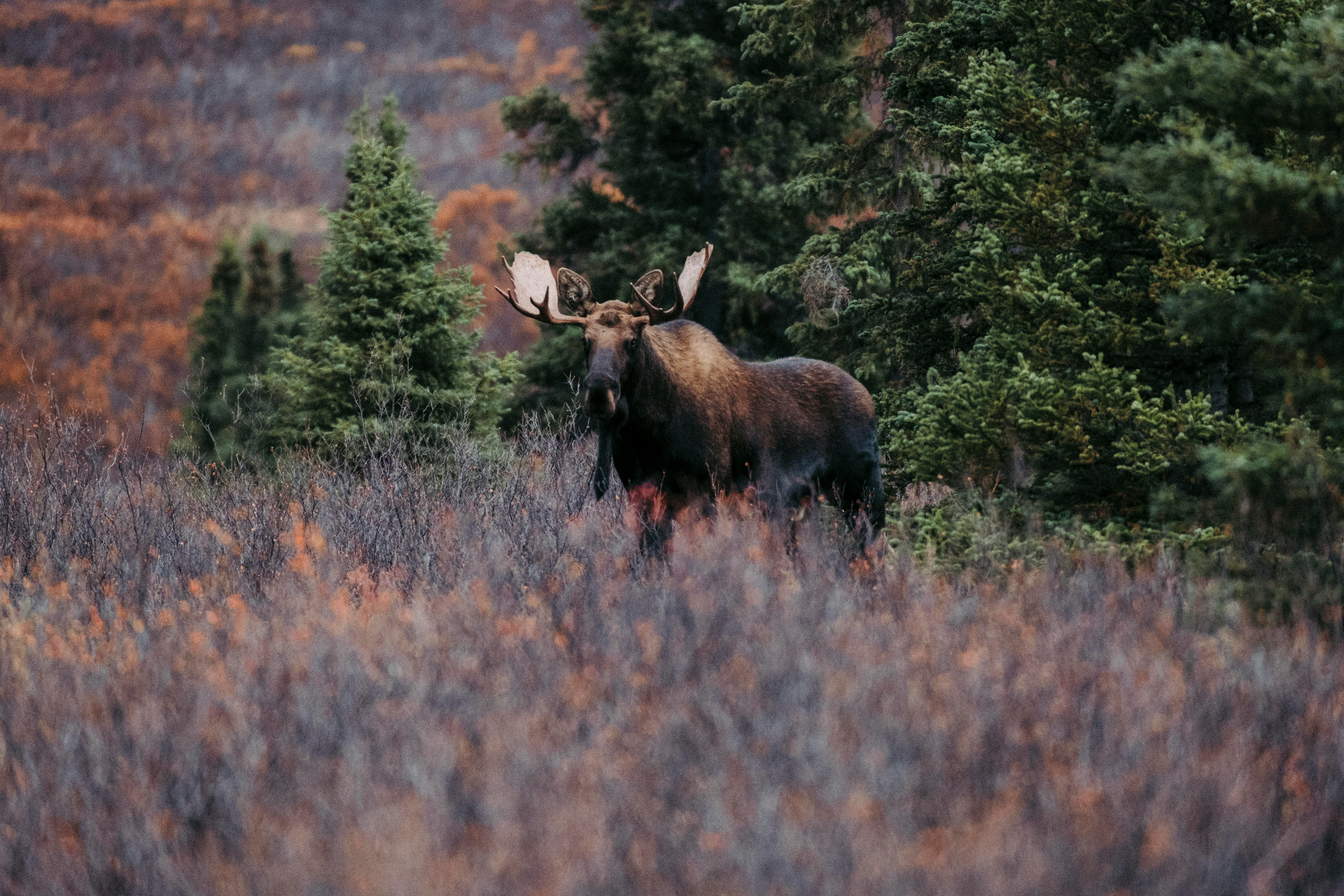 A moose standing in the autumn tundra near Denali, Alaska