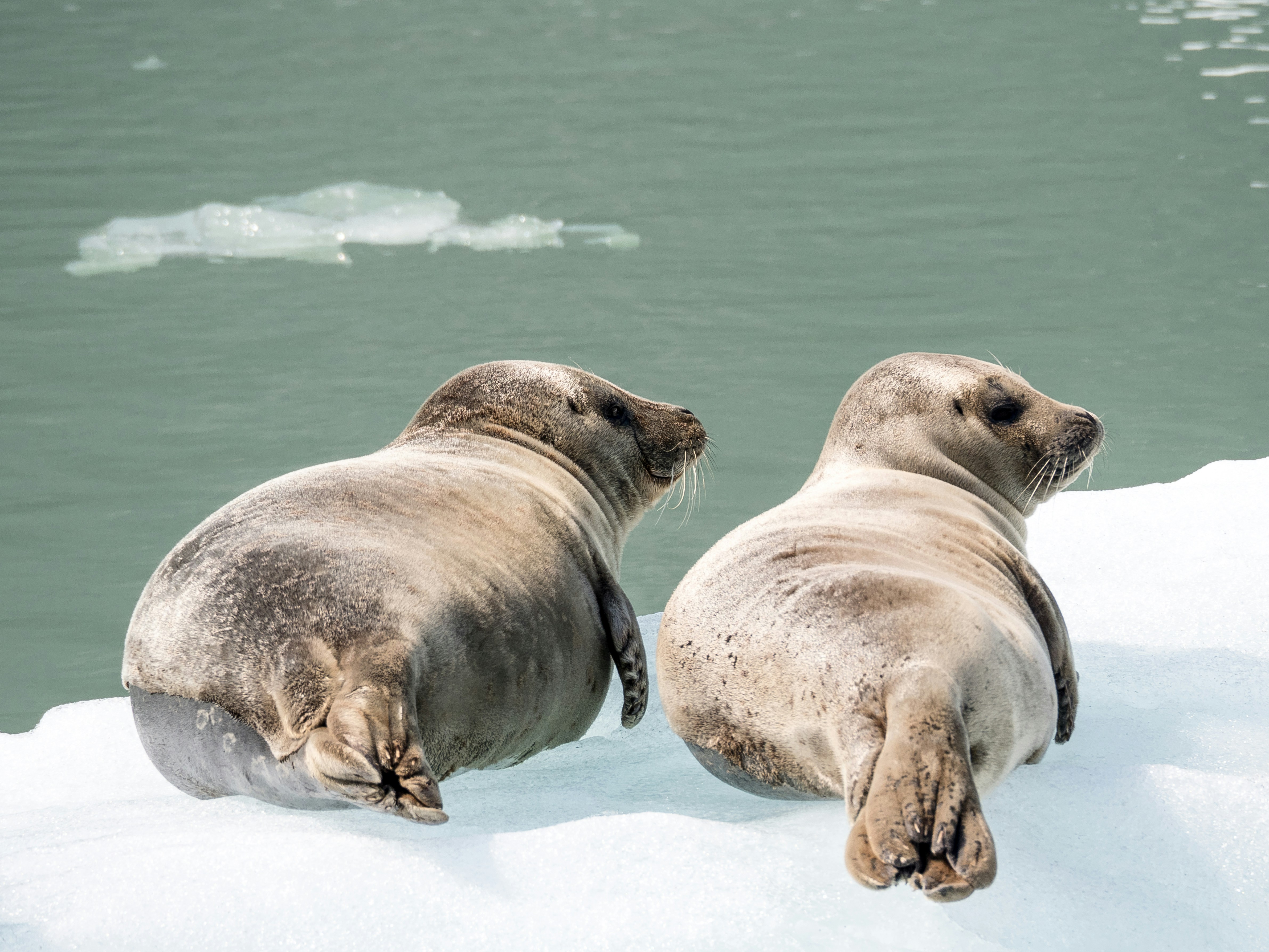 Two seals resting on a floating ice shelf in Alaska