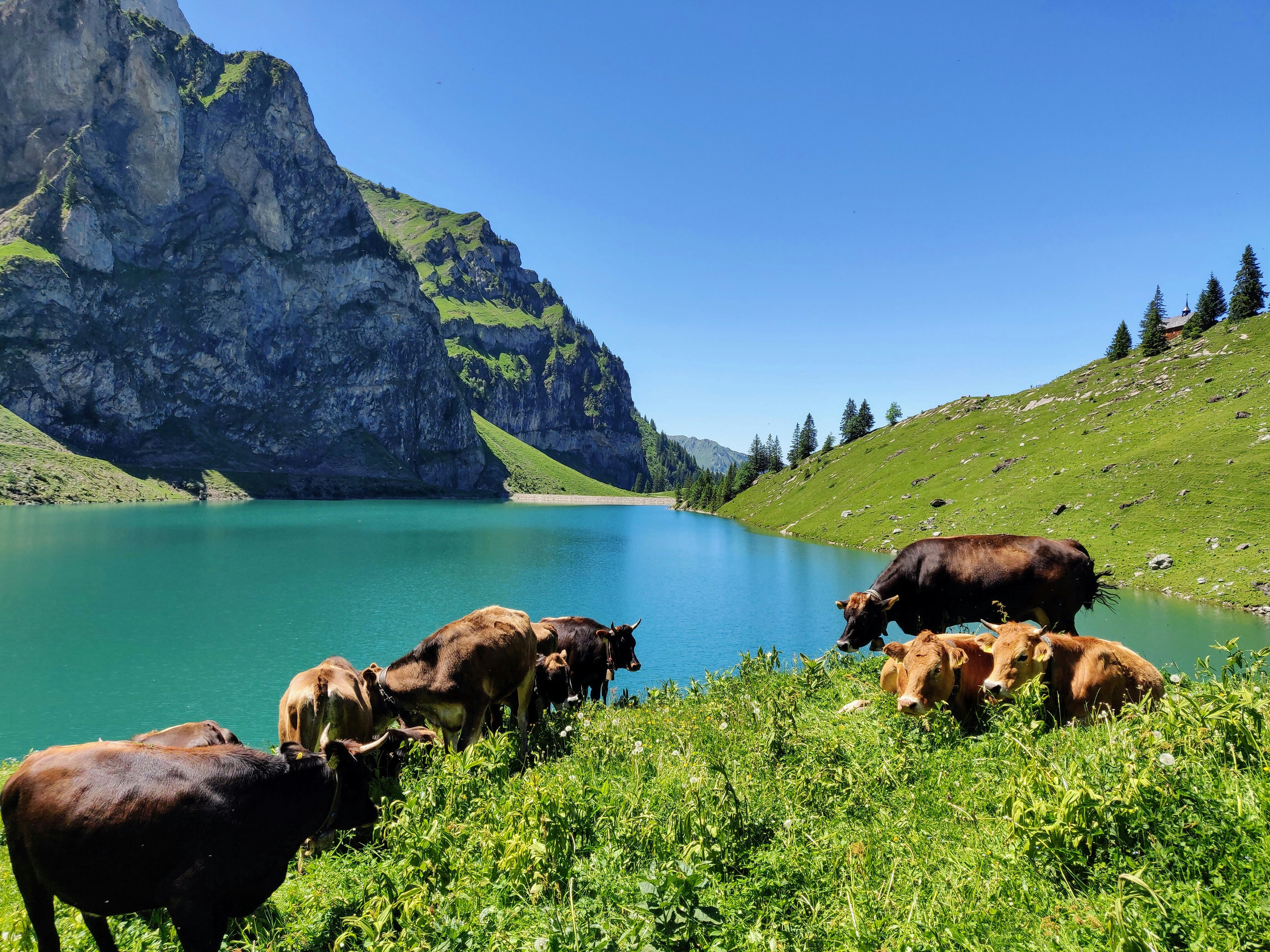A turquoise alpine lake with a herd of Swiss cows grazing on the shore